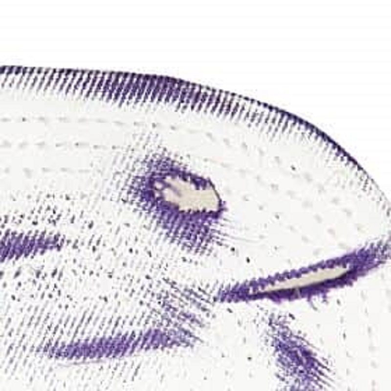 Mitchell & Ness Charlotte Hornets SSBSTS Black/White Adjustable Snapback Hat Cap